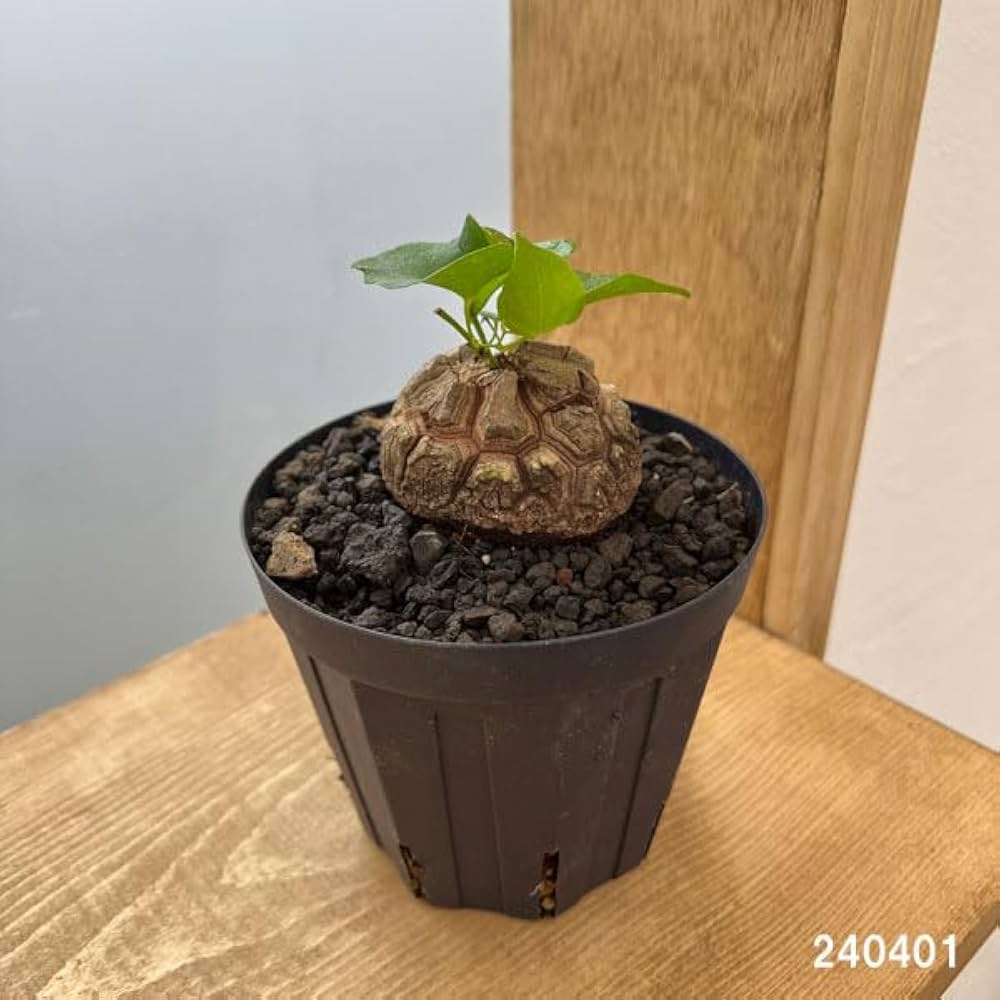 Amazon｜ディオスコレア（亀甲竜）：エレファンティペス 厳選株 4号