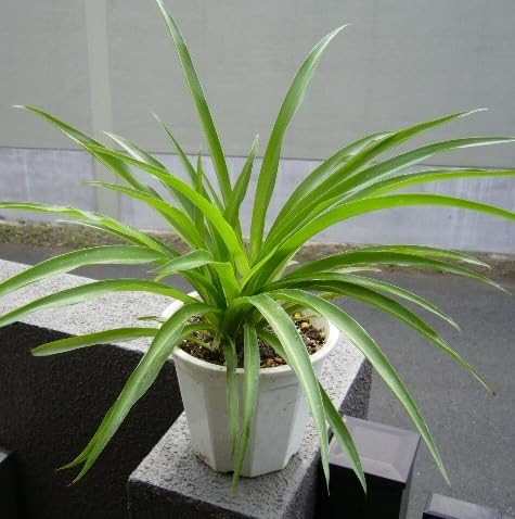 Amazon.co.jp: 観葉植物 水栽培 アオオリヅルラン（班無し）子株10株