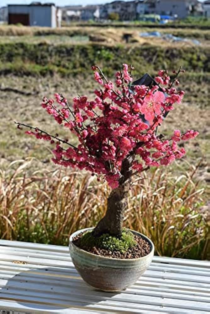 Amazon.co.jp: 梅盆栽 信楽鉢入り 1鉢 紅梅大盃梅 (紅梅) : DIY・工具