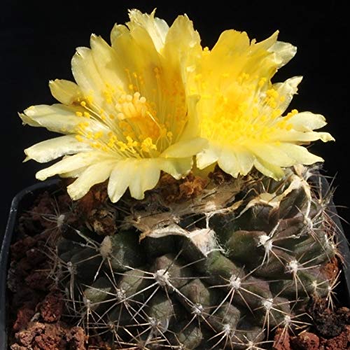 Amazon.co.jp: 【種子】Copiapoa Tenuissima ◇コピアポア・テヌイシマ