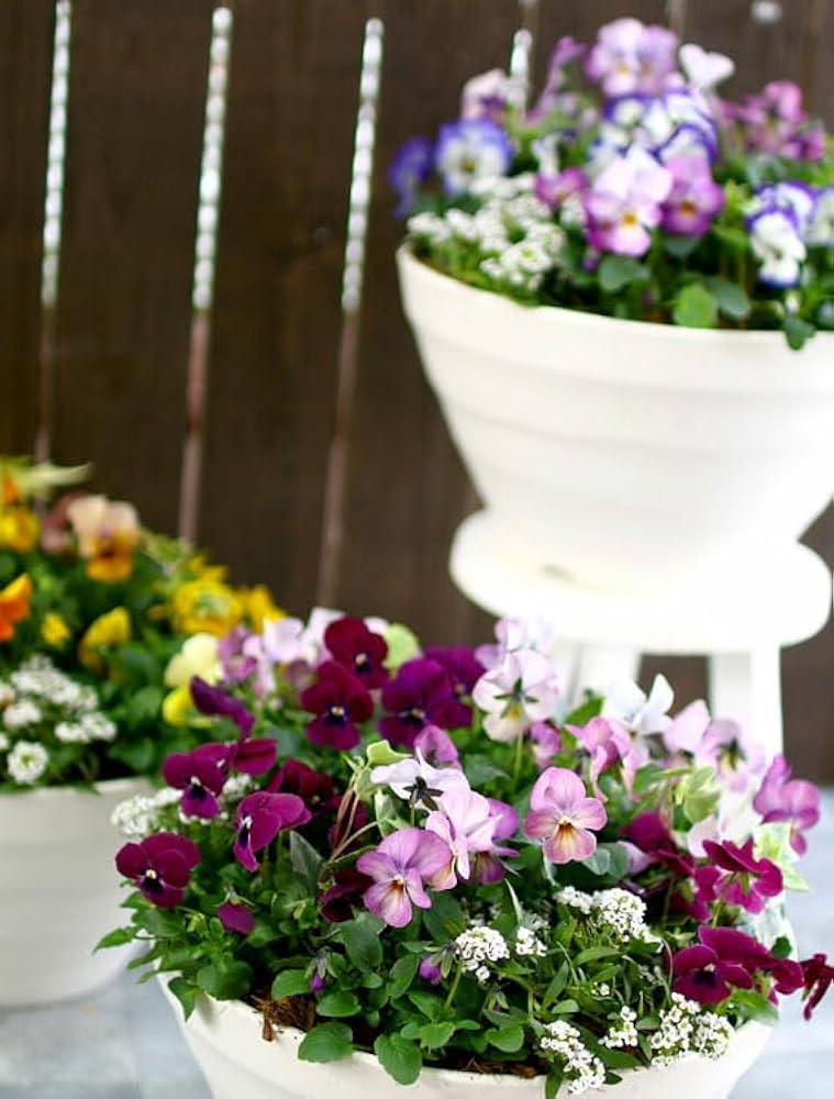 Amazon.co.jp: ビオラの寄せ植え[ローズリバー(プランターver] 鉢