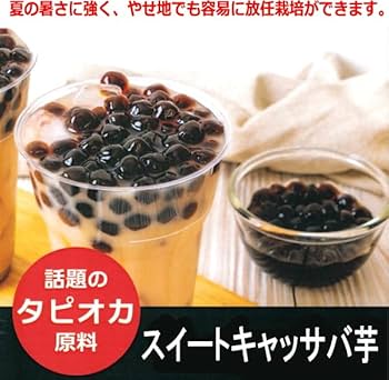 Amazon.co.jp: スイート キャッサバ （タピオカ芋 甘味種系品種