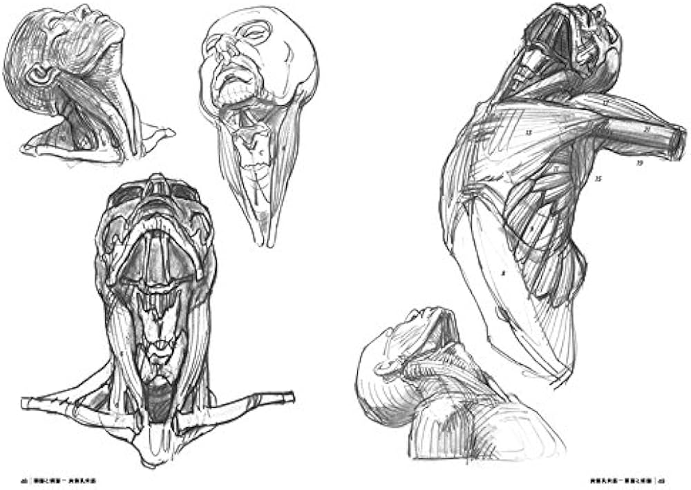 モルフォ人体デッサン 形態学による人体を描くための新テクニック