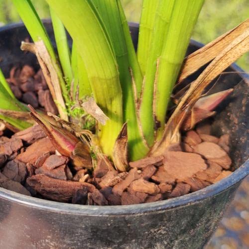 Amazon.co.jp: 蘭 キンリョウヘン（金稜辺）原種 赤花 花芽付き2芽