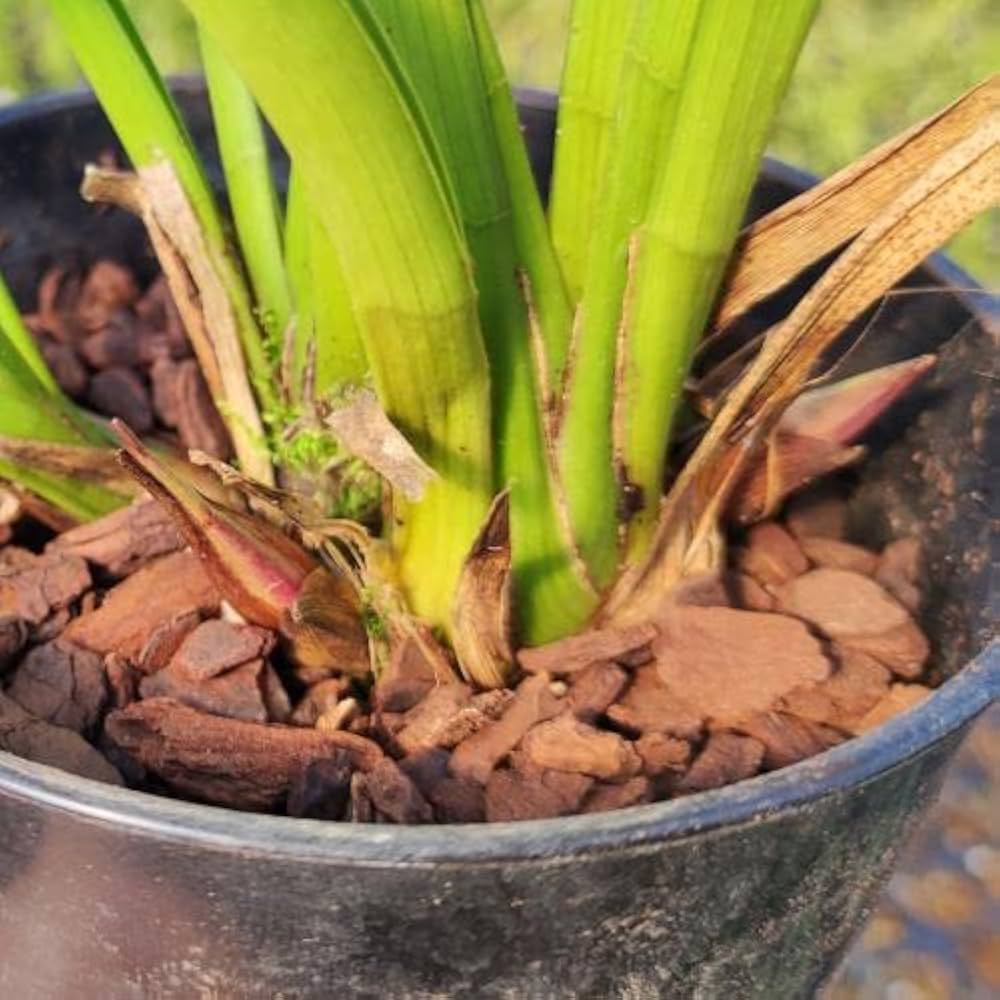 51rCIxhxsvL._AC_UF1000,