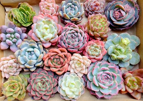 観葉植物 セダム 寄せ植え」の人気商品一覧 | 安い商品を通販サイト