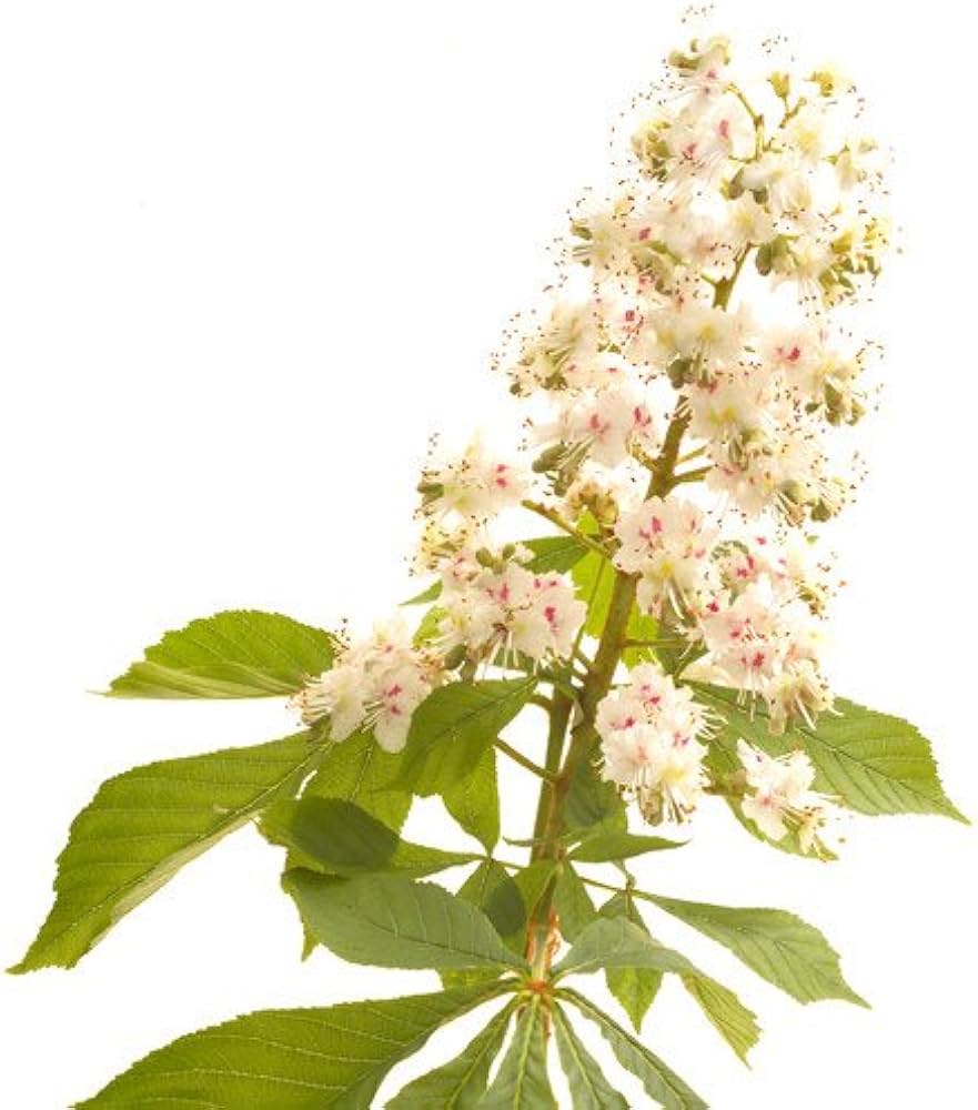 Amazon.co.jp: バッチフラワー ホワイトチェストナット 10ml 静謐