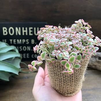 51sL3teUl3L._AC_UF350,