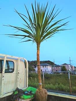 51sUxkQmT6L._AC_UF350,