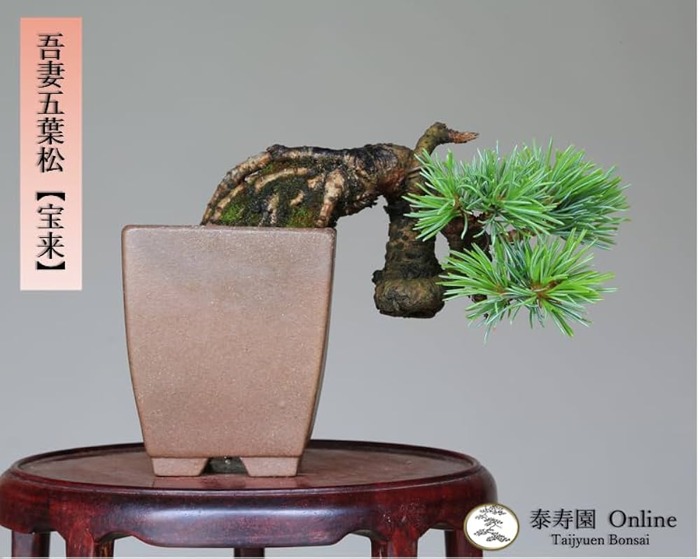Amazon.co.jp: 吾妻五葉松『宝来』ミニ盆栽 【泰寿園 Online】 : DIY