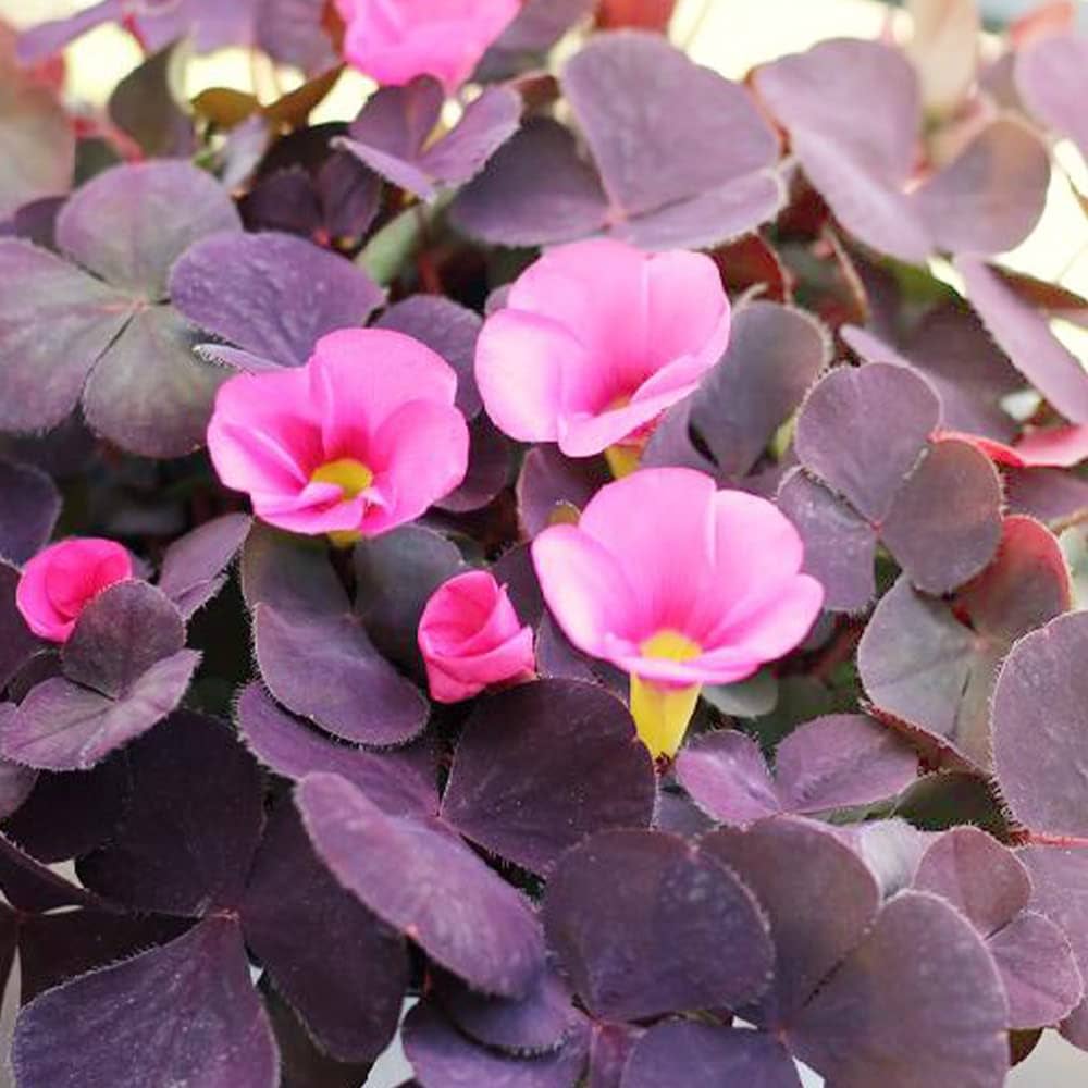 Amazon.co.jp: オキザリス パープルドレス 3.5号ポット苗 4個セット