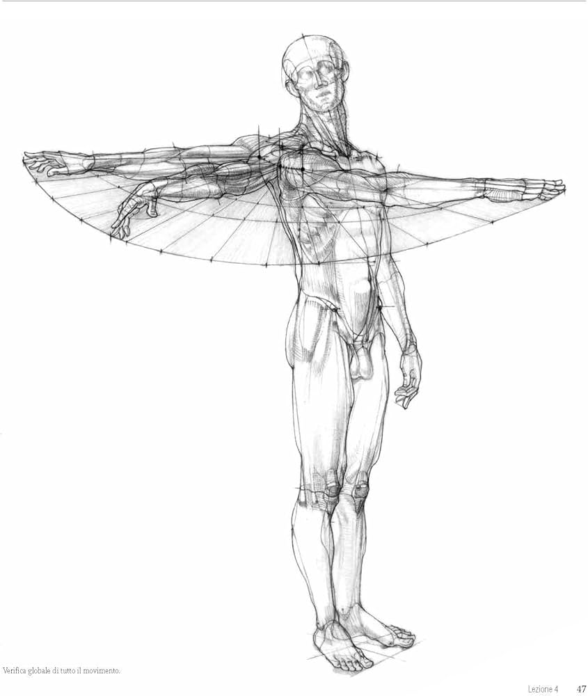 Amazon.com: Struttura uomo in movimento. Manuale di anatomia