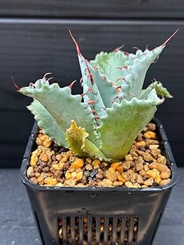 Amazon.co.jp: 超レア株 アガベ パライシ パラサナ×イシスメンシス