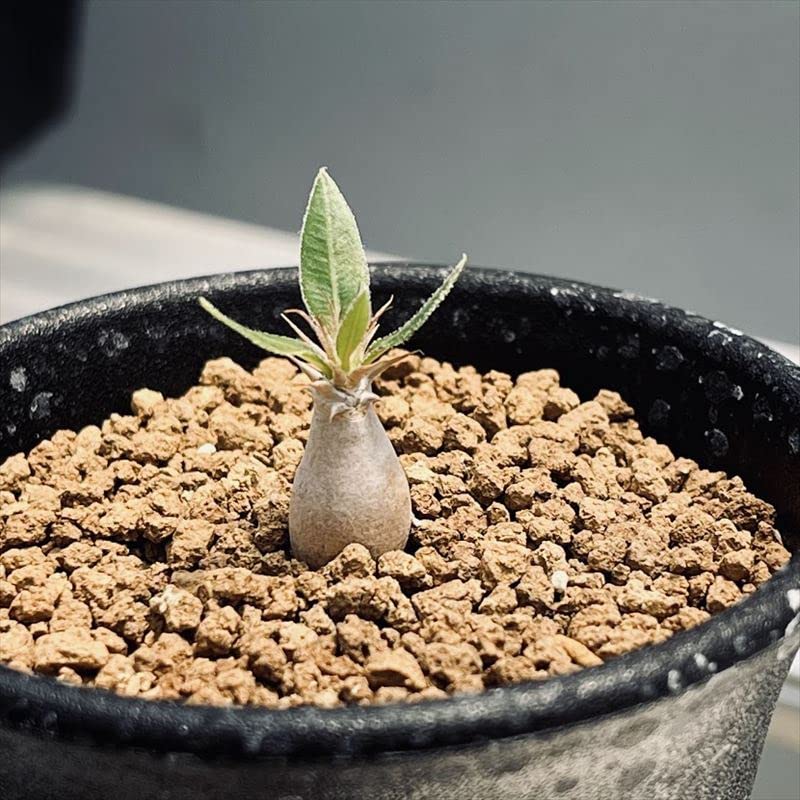 Amazon｜遊恵盆栽 コーデックス：パキポディウム マカイエンセ ミニ