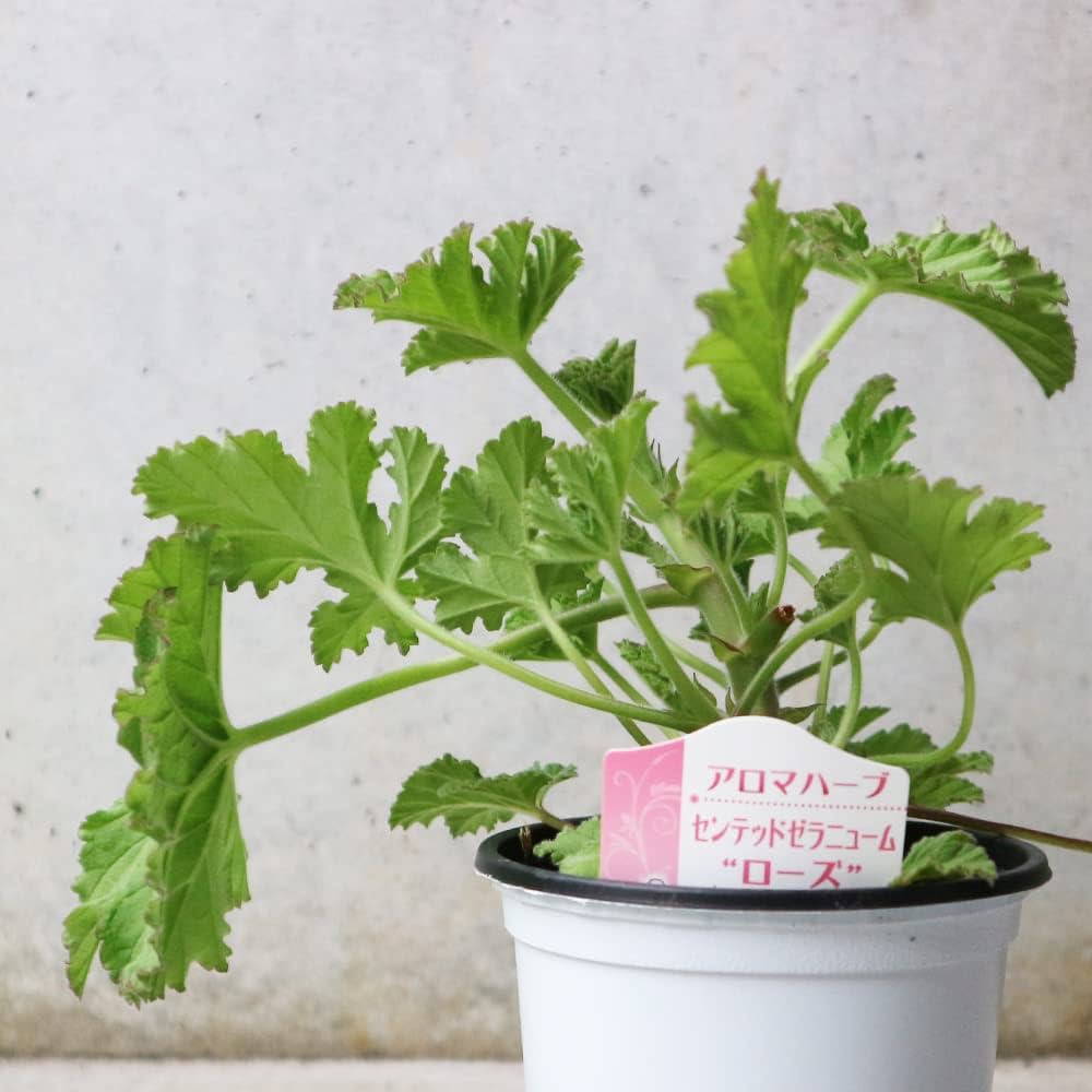 Amazon.co.jp: ITANSE ハーブ苗 センテッドゼラニウム ローズ 4