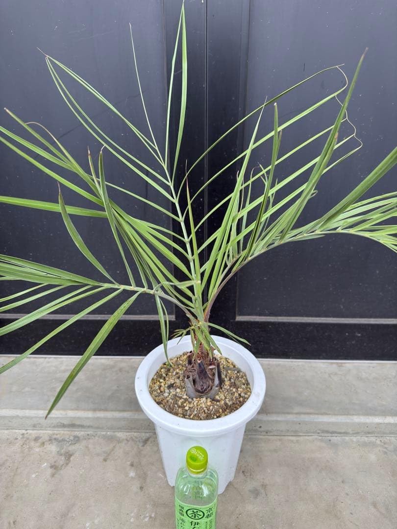 ココスヤシ① シルバーリーフ ココスヤシ シルバーリーフ 形状良 幹太