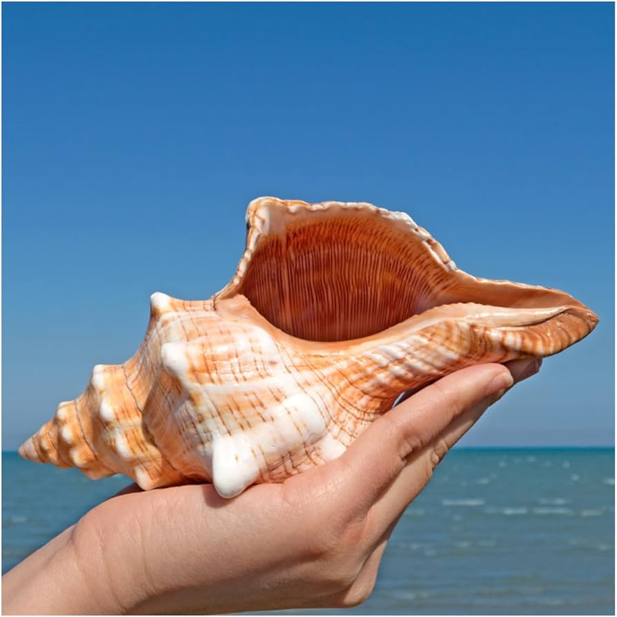 Amazon.co.jp: 大きな天然の珍しい貝殻、巨大な海の巻貝 16~18 cm の