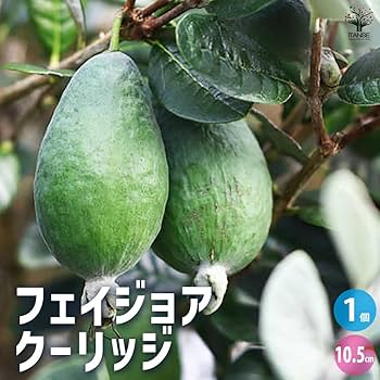 619HW+jnt6L._AC_UF350,