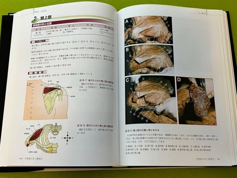 Amazon.co.jp: 骨格筋の形と触察法 = Anatomy and Surface Anatomy