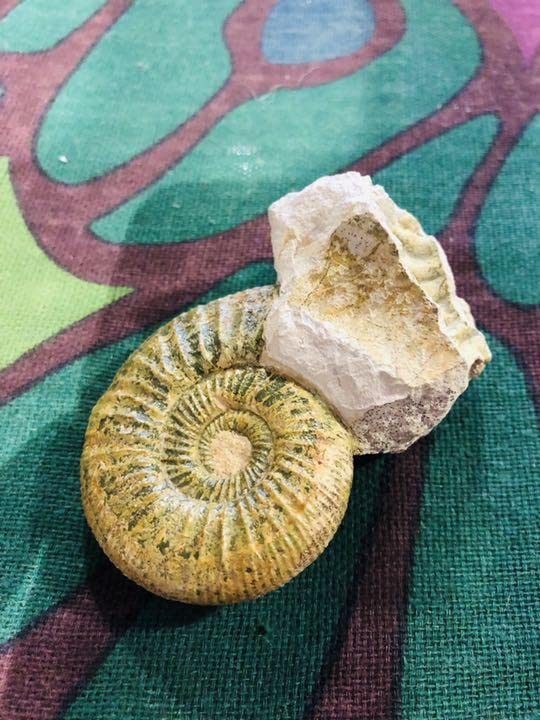 Amazon.co.jp: レア ダブルアンモナイト化石 置物 観賞用 ルース 原石