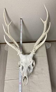 Amazon | シカの角鹿の角頭蓋骨付雄鹿ニホンジカハンティング