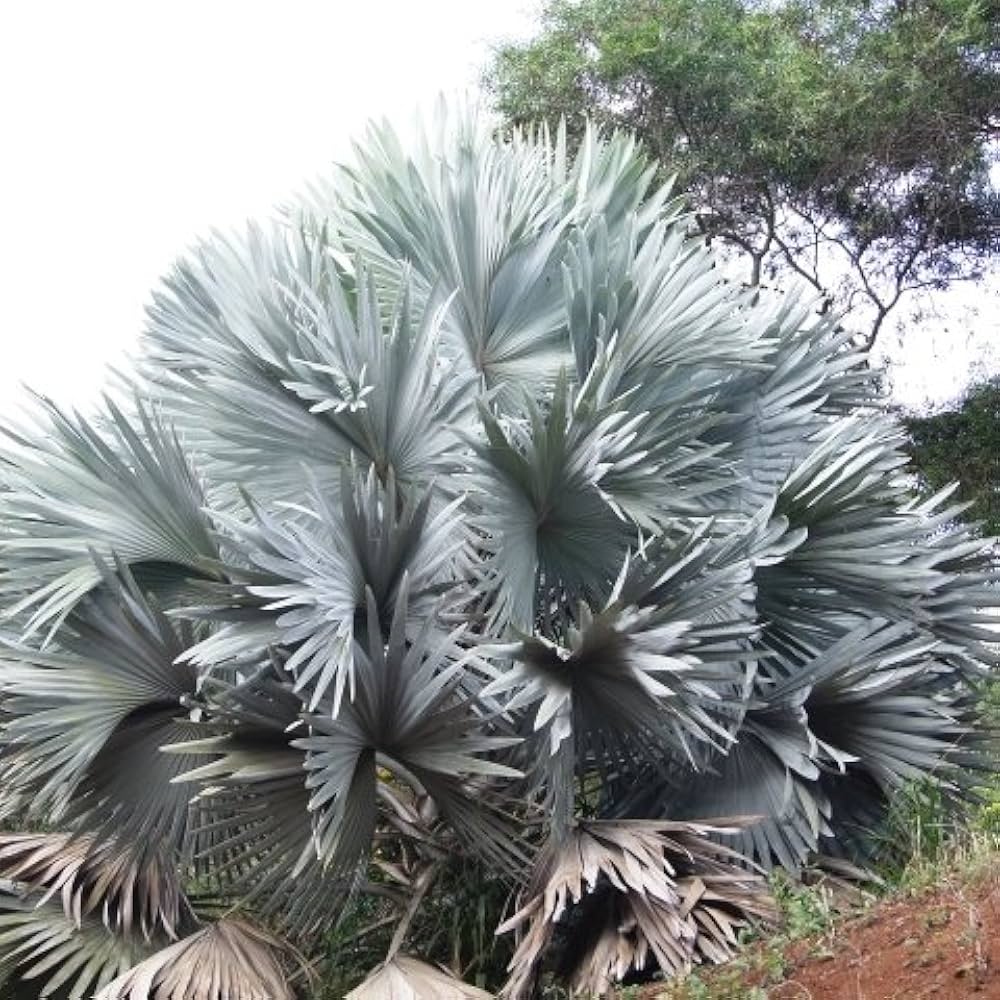 Amazon.co.jp: 186.葉が銀色に輝くヤシのカリスマ的存在！ビスマルキア