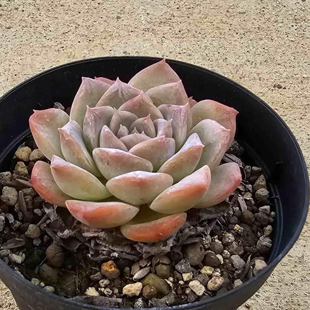 Amazon.co.jp: ピュアラブ 7.5cmポット 多肉植物 エケベリア Echeveria