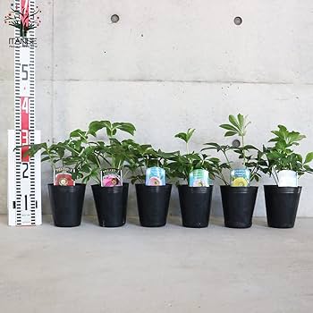 Amazon.co.jp: クリスマスローズ 