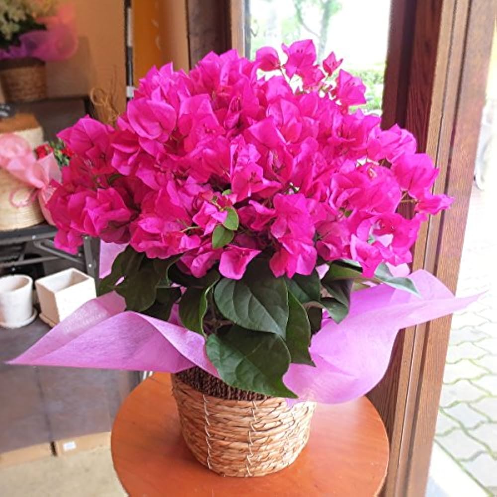 Amazon｜ブーゲンビレア（レッド系）5号鉢サイズ 鉢植え 赤色 ブーゲン