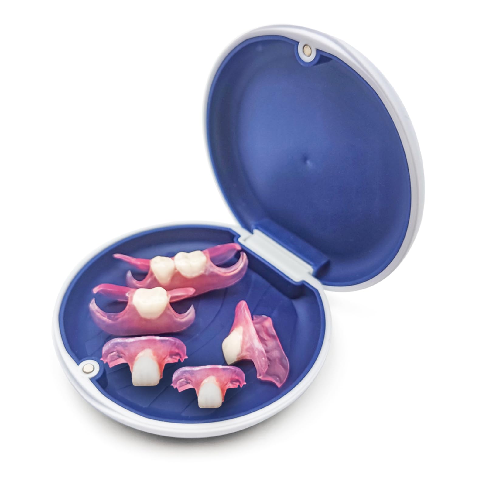 Amazon.co.jp: Miraila カスタム入れ歯 6本 部分 義歯 仮歯 差し歯対応