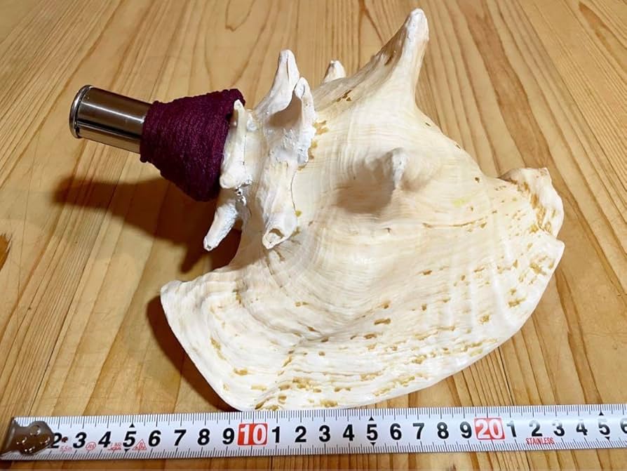 Amazon.co.jp: 桃色法螺貝（ピンク貝）法螺貝 ほら貝 ホラガイ コンク