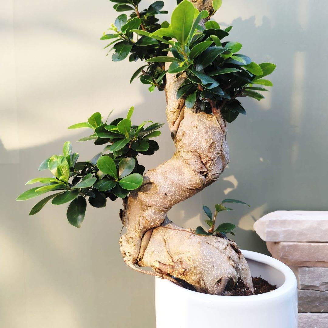 現品) お祝い ギフト 昇龍ガジュマル 太幹 登り 現品) お祝い ギフト