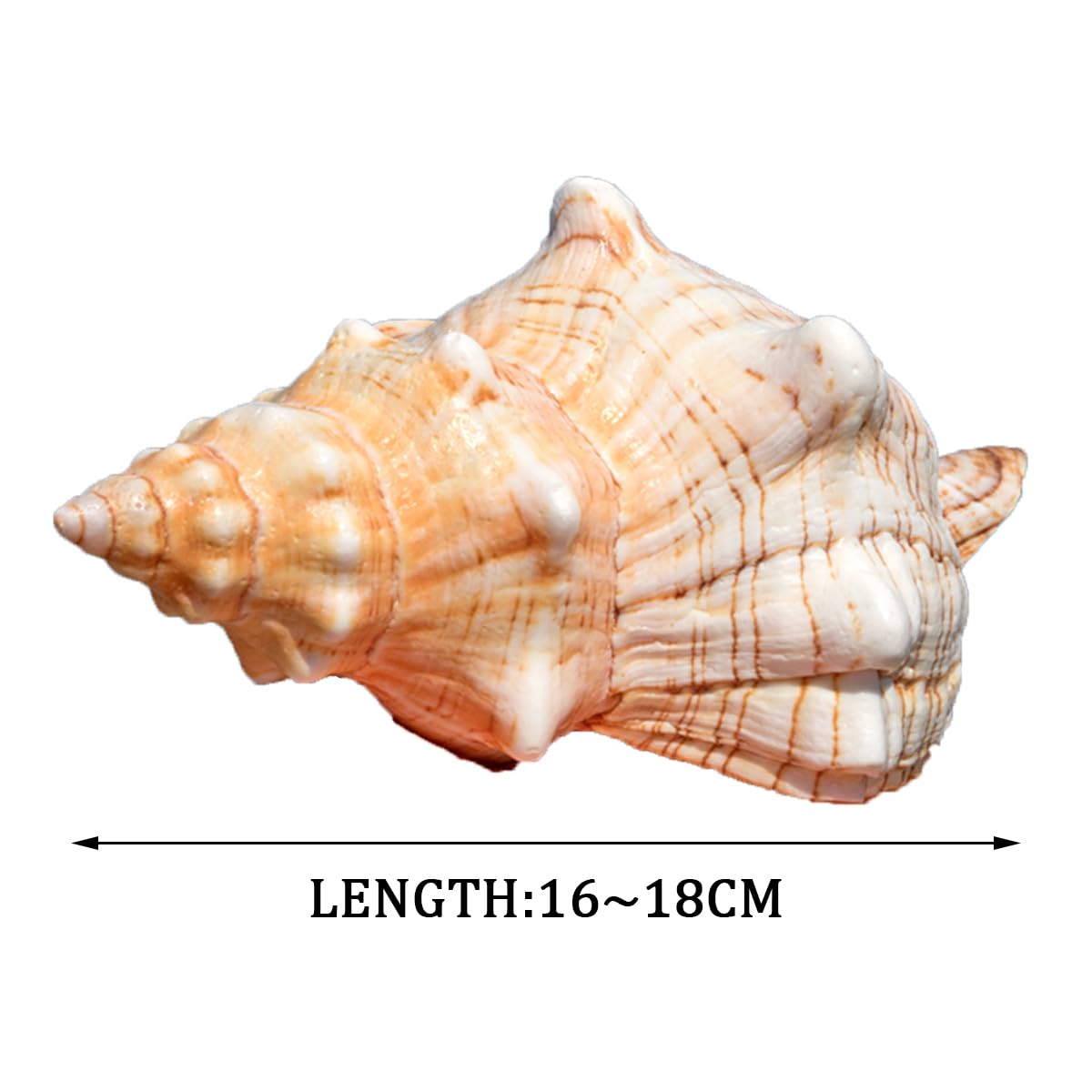 Amazon.co.jp: 大きな天然の珍しい貝殻、巨大な海の巻貝 16~18 cm の