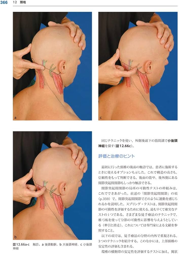 Amazon.com: 療法士のための体表解剖学: 9784882829645: unknown