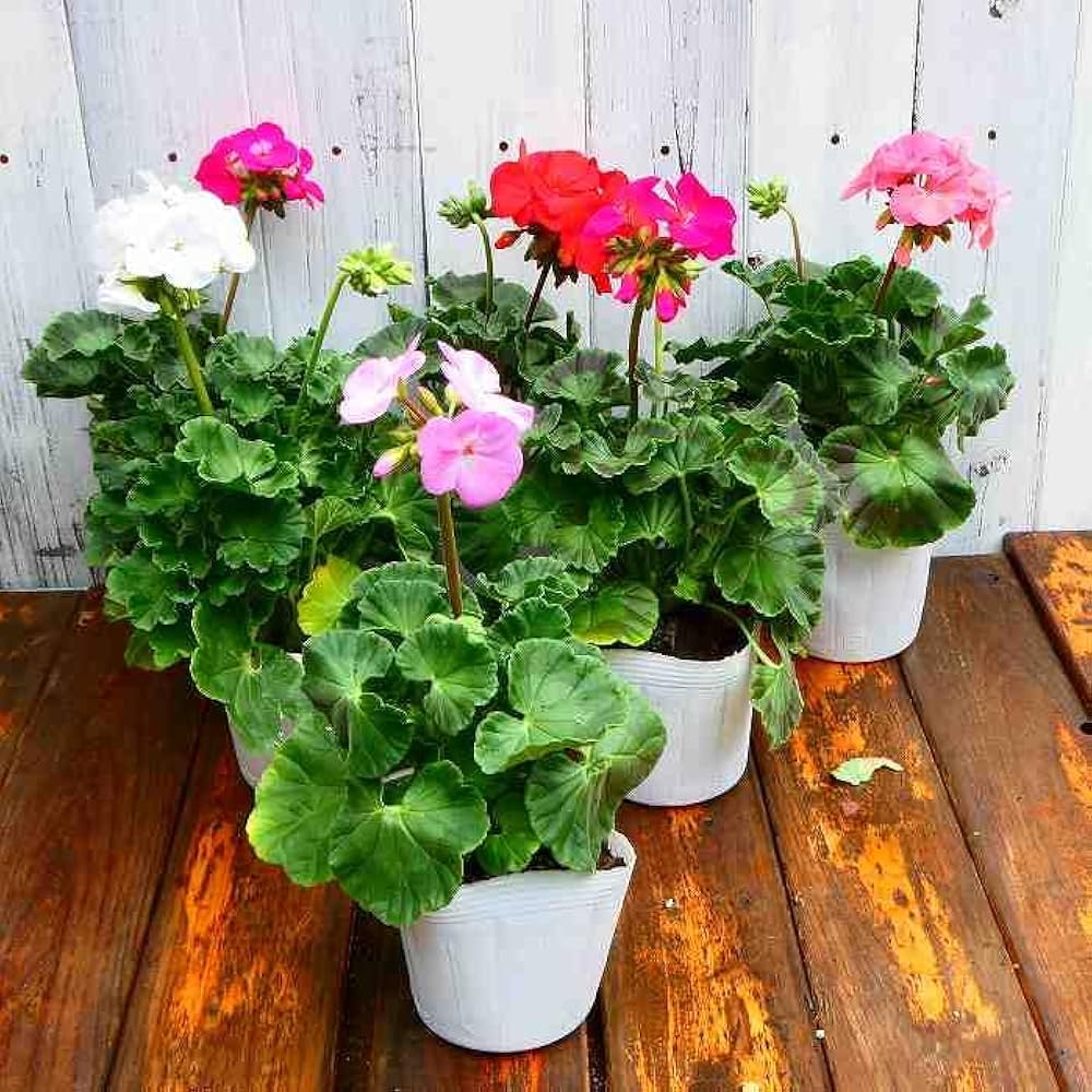 Amazon.co.jp: ゼラニウム 苗 花色お任せ リンゴ2000 ピンク 赤 花苗