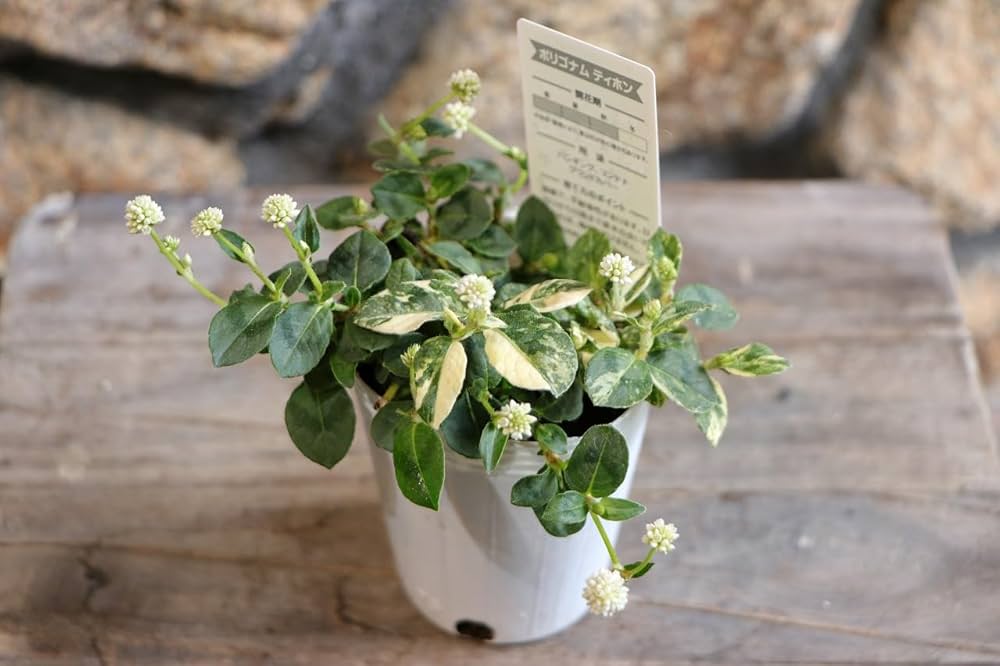 Amazon.co.jp: 斑入り 白花ポリゴナム ティホン 2.5〜3号ポット苗 3株