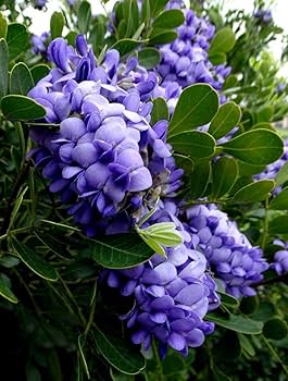 613U70VJjAL._AC_UF350,