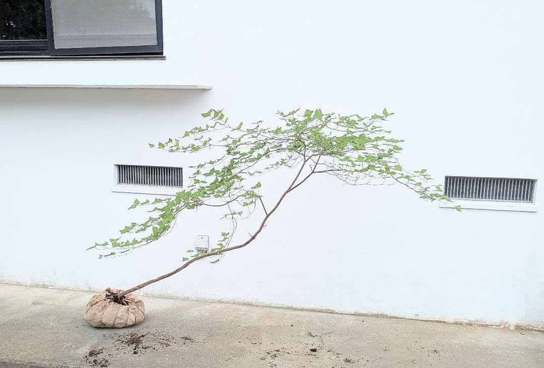 92 山採り ミツバツツジ 92 山採り ミツバツツジ