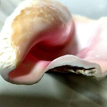 Amazon.co.jp: 超特大27cm 1.6kg 特上品 ピンク貝 コンク貝殻 置物