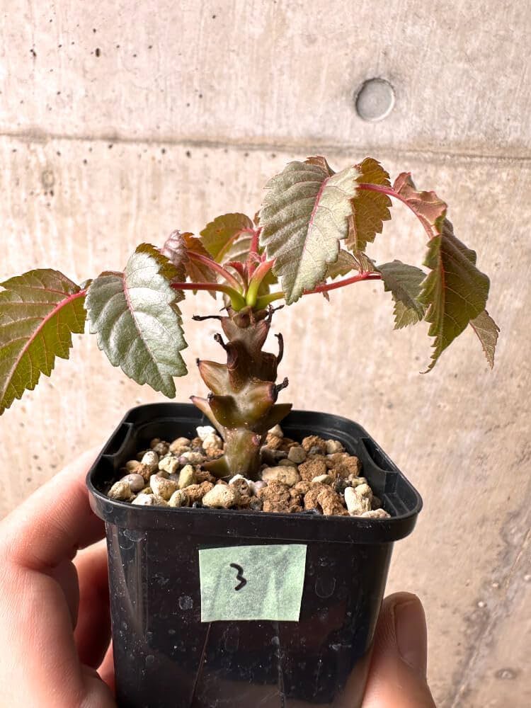 Amazon｜【現品限り】ベイセリア・メキシカーナ【E3】 Beiselia