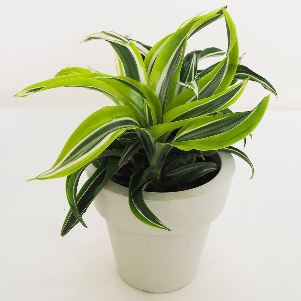 Amazon｜ITANSE ドラセナ ドラゴンシリーズ 寄せ植え 5号 1個