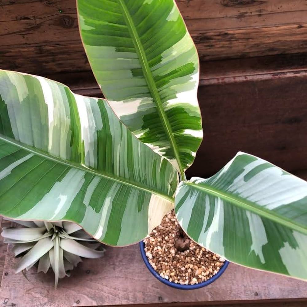 Amazon｜斑入りバナナ ムサ アエアエ(Musa Aeae) 斑入りバナナ｜観葉