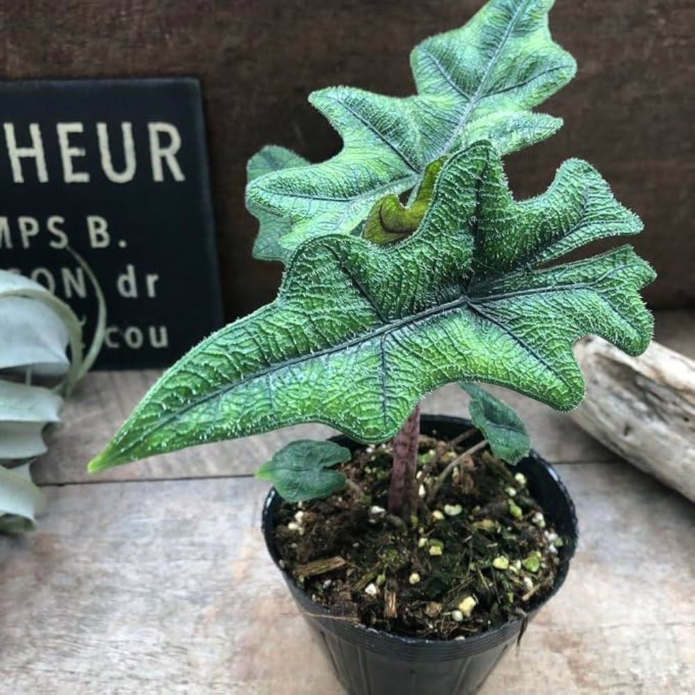 Amazon｜ジャックリン アロカシア ジャクリン 観葉植物 インテリア植物