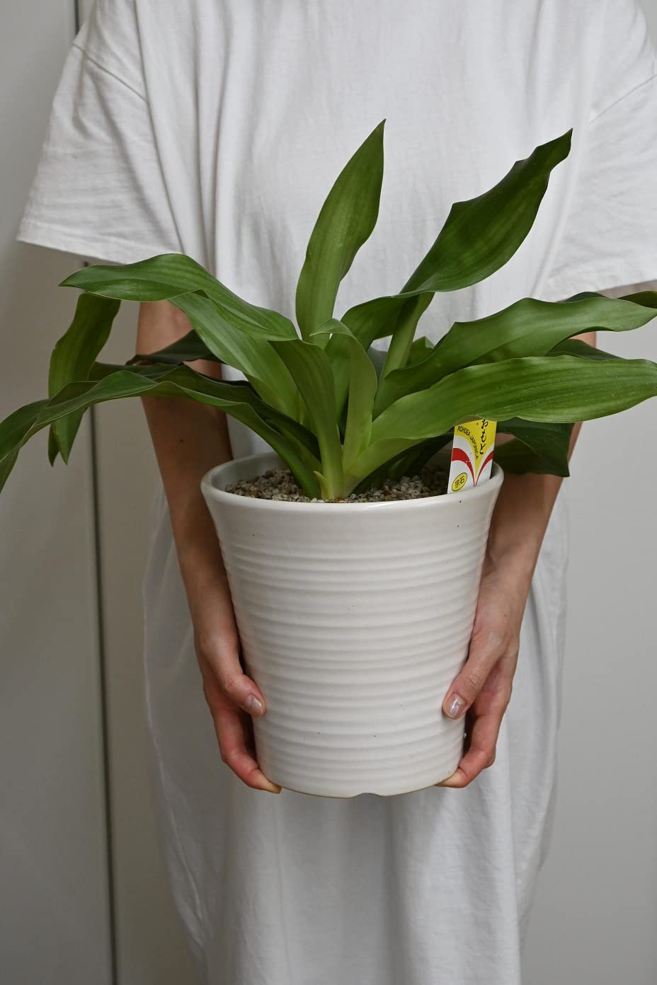 Amazon.co.jp: 万年青おもと鉢植え 縁起の良い鉢植え オモト : DIY