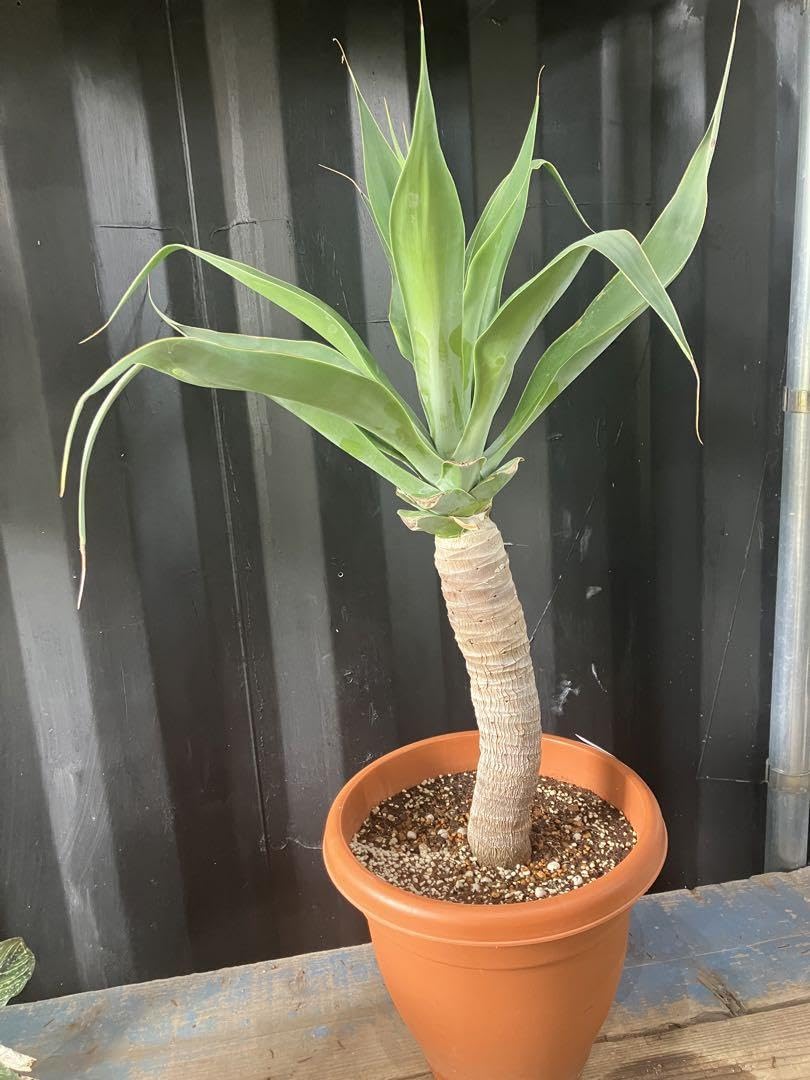 Amazon.co.jp: アガベ ボーチンブルー 苗 10号 観葉植物 アテナータ