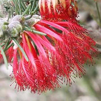 Amazon｜カロタムス ダスティーグレー 8号鉢【品種で選べる花木・植木