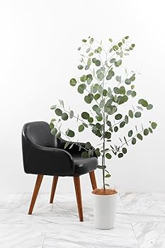 Amazon｜ユーカリポポラス 7号 受け皿付 【観葉植物 本物 苗木