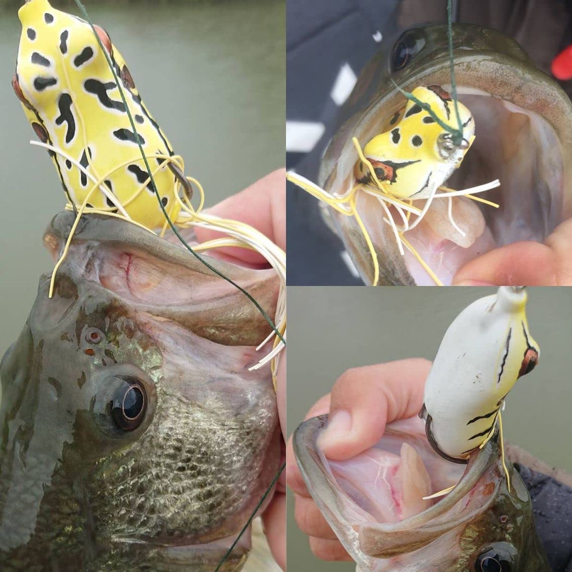 Amazon.co.jp: ダイワ(DAIWA) STEEZ スティーズフロッグ/スティーズ