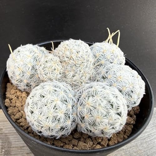 観葉植物 マミラリア」の人気商品一覧 | 安い商品を通販サイトから探す