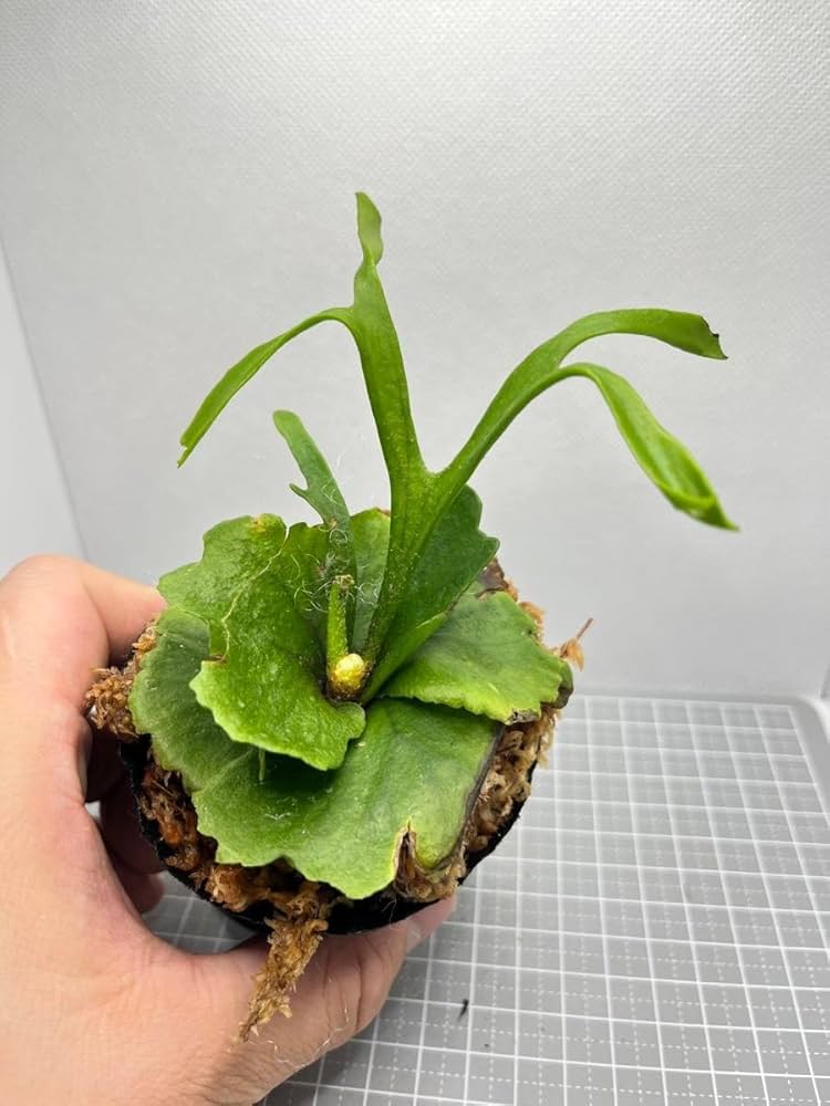 Amazon.co.jp: ビカクシダMt. Kitshakood Thin & Dwarf spore